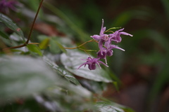 Epimedium sempervirens