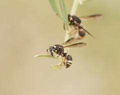 Masarinae