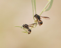 Masarinae