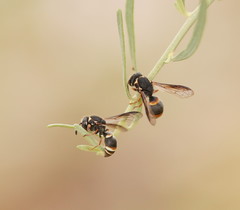 Masarinae