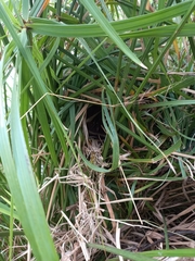 Centropus superciliosus burchellii