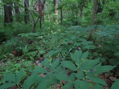 Caulophyllum robustum