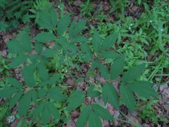 Caulophyllum robustum