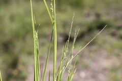 Setaria brownii