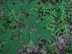 Caulophyllum robustum