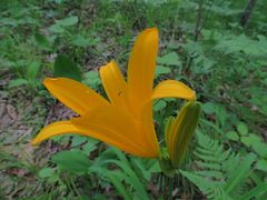 Hemerocallis middendorffii