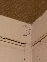 Hemidactylus turcicus