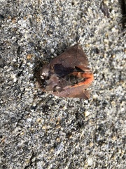 Litoprosopus futilis