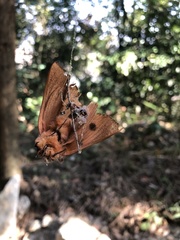 Litoprosopus futilis