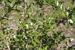 Psydrax odorata buxifolia