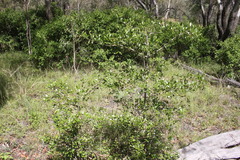 Psydrax odorata buxifolia