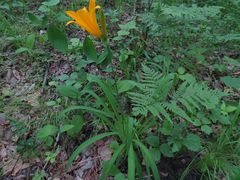 Hemerocallis middendorffii