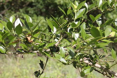 Psydrax odorata buxifolia