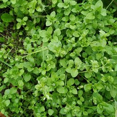 Stellaria media