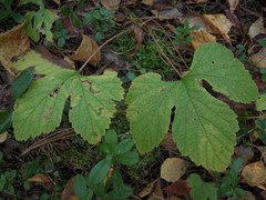 Rubus humulifolius