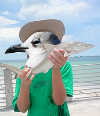 Carcharhinus acronotus