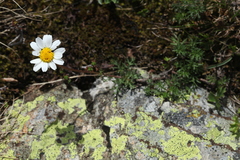 Tripleurospermum caucasicum