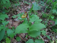 Cypripedium shanxiense