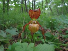 Cypripedium shanxiense