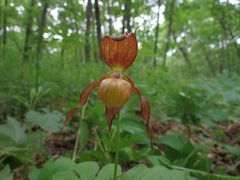 Cypripedium shanxiense