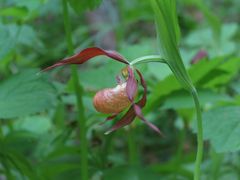 Cypripedium shanxiense