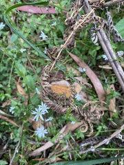 Stellaria flaccida