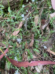 Stellaria flaccida