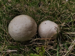 Agaricus