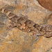 Fischer's Thick-toed Gecko - Photo (c) Tyrone Ping, some rights reserved (CC BY-NC), uploaded by Tyrone Ping