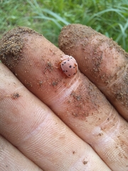 Solanophila paykullii