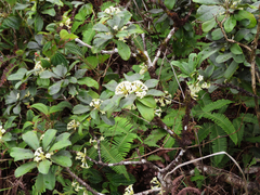Pittosporum glabrum