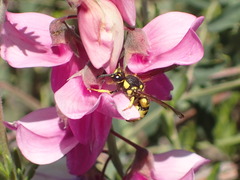 Pterocheilus