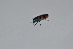 Castiarina crenata