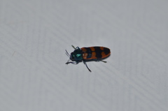 Castiarina crenata
