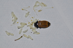 Castiarina balteata