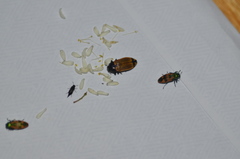 Castiarina balteata