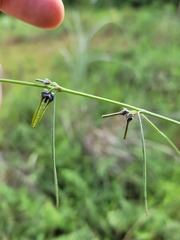 Brachystelma gracile
