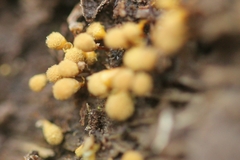 Hemitrichia clavata