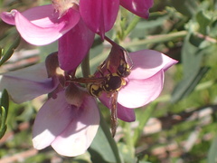 Pterocheilus