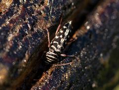 Placosternus difficilis