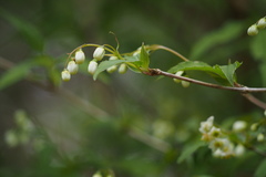 Deutzia gracilis