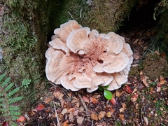 Bondarzewia kirkii