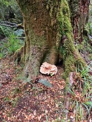 Bondarzewia kirkii