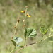 Rhynchosia minima australis - Photo (c) Darren Fielder, some rights reserved (CC BY-NC), uploaded by Darren Fielder