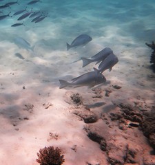 Plectorhinchus unicolor