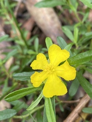 Hibbertia diffusa