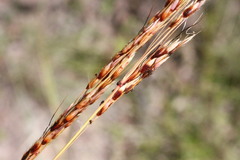 Sorghum leiocladum