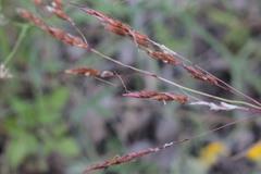 Sorghum leiocladum