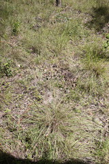 Sorghum leiocladum