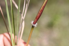 Sorghum leiocladum
